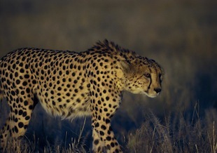 Fauna sud-africana